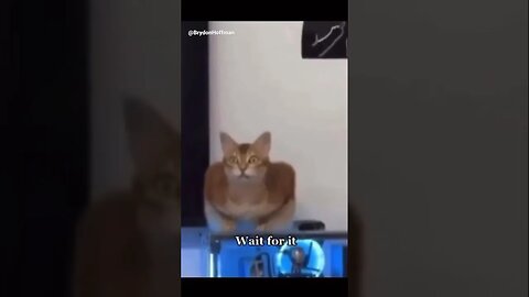 Funny Cat Meme