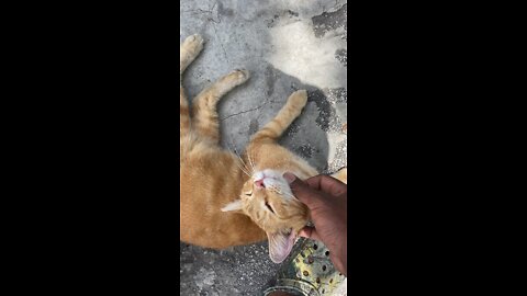 playing with a street cat