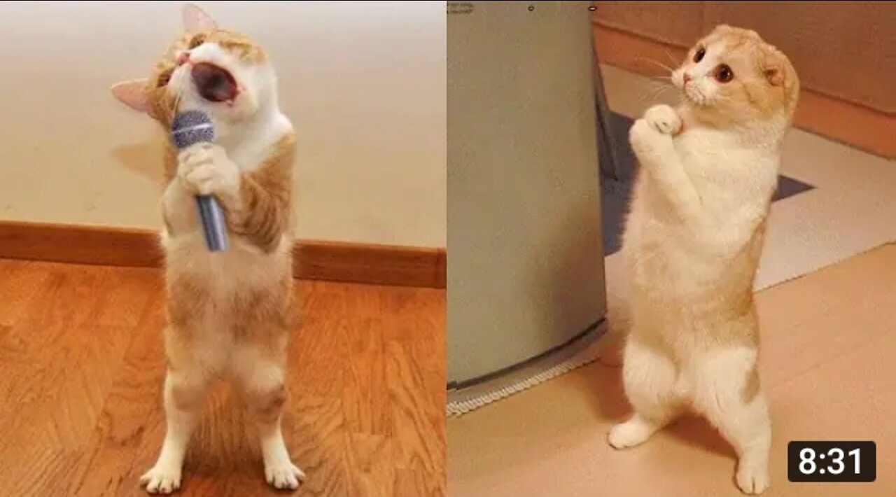 Funniest Animal -Of 2022 challenge don't laugh