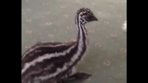 Baby Emu Who Is Growing Up With Dogs Believes He Is One