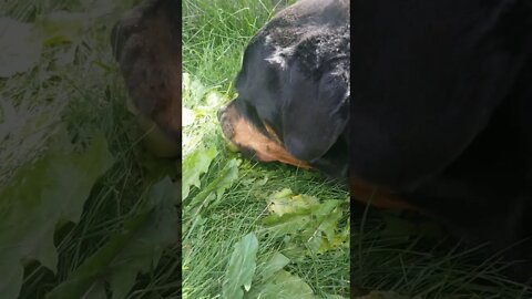 Rottweiler Eating An Apple ☺ #Shorts #rottweiler 💖