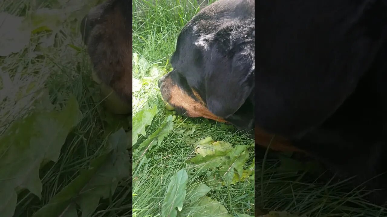 Rottweiler Eating An Apple ☺ #Shorts #rottweiler 💖