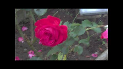 Through my Lens My British Isles Experience