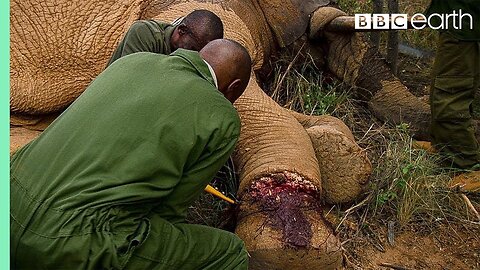 Saving an Elephant from a Deadly Snare