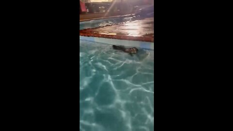 swimming rabbit
