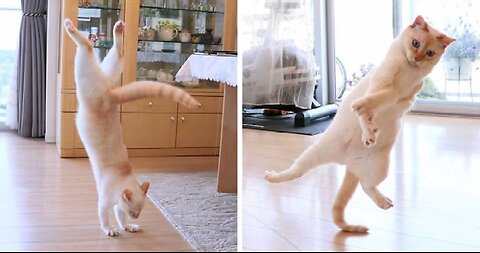 Funny cat video 🤣 cute cat dance video 🐱🤣🤣🤣