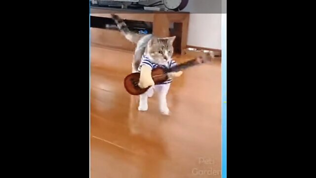 a guitarist cat 😻?? a guitarist cat😻? Or would it be a bassist cat😻??