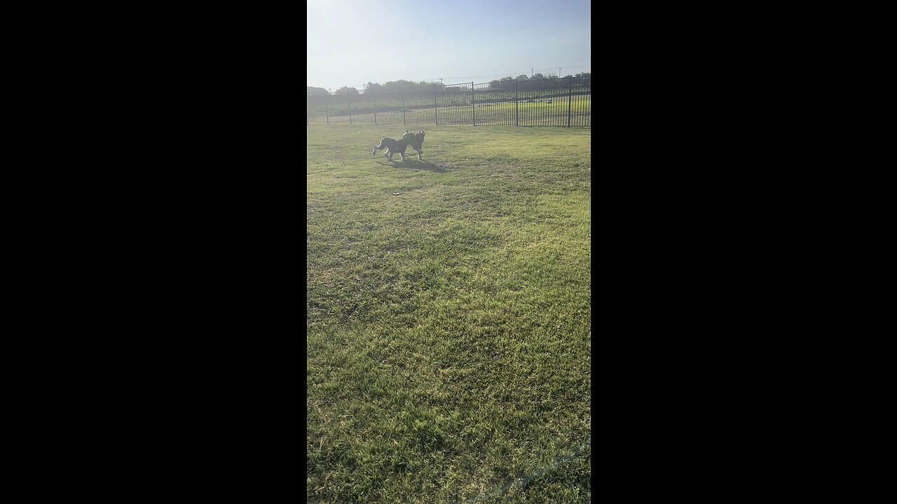 Schnauzer dance