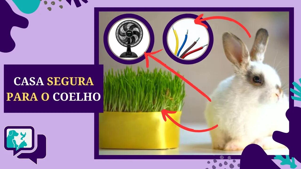 Como deixar a casa SEGURA e PROTEGIDA para o COELHO