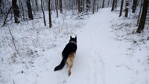 White Christmas Walk