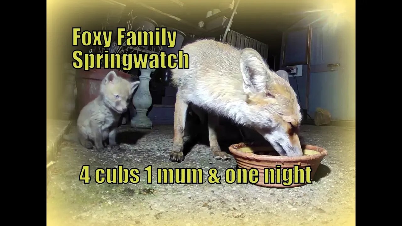 🦊Urban Foxy Family Spring Watch - four cute newborn cubs have a night out with mum & one has a rat !