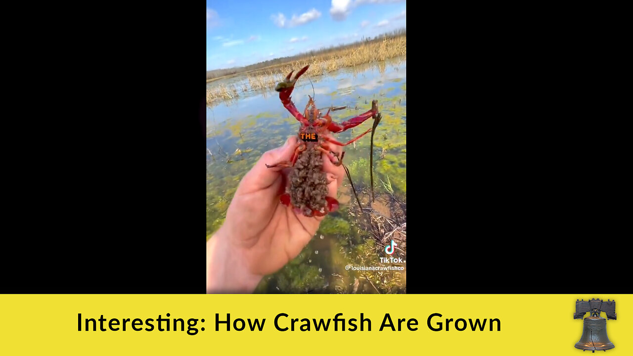 Interesting: How Crawfish Are Grown