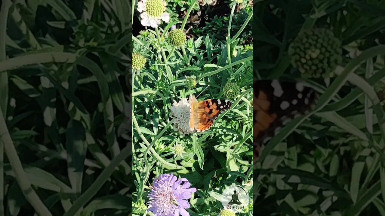 🦋 Serene Butterfly on Flower 🌼 Relaxing Birdsong & Piano Music | Calming Nature Short