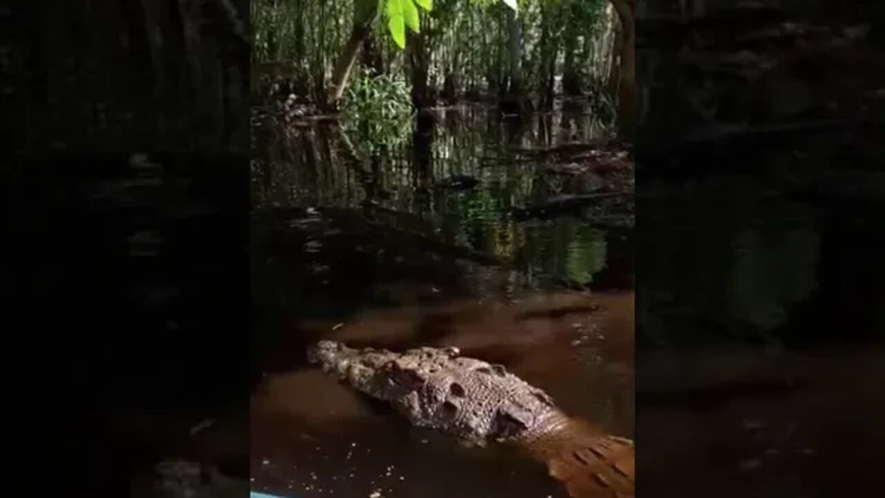 Huge crocodile swimming near my boat - close up