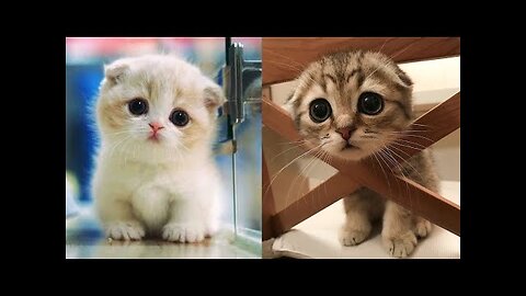 Baby Funny Cat