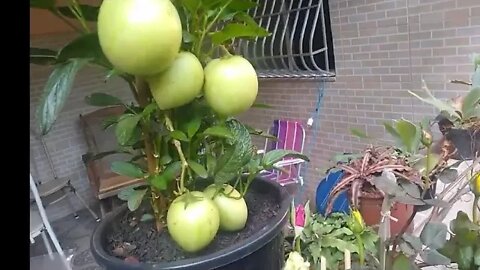 novas frutíferas disponível a venda em Niterói RJ 14 08 2020
