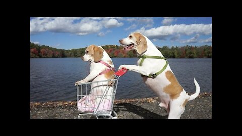 Dogs' Epic Shopping Cart Voyage: Funny Dogs Maymo & Penny