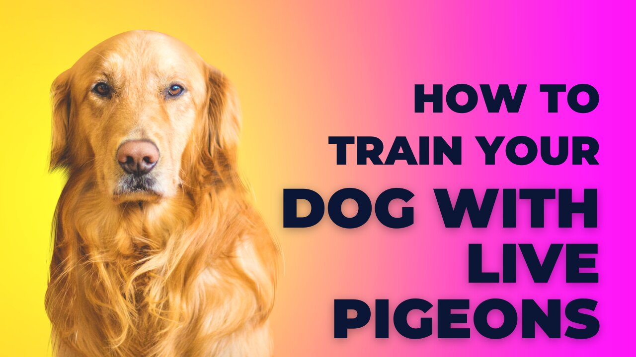 Training my Labrador Retriever with Pigeons !