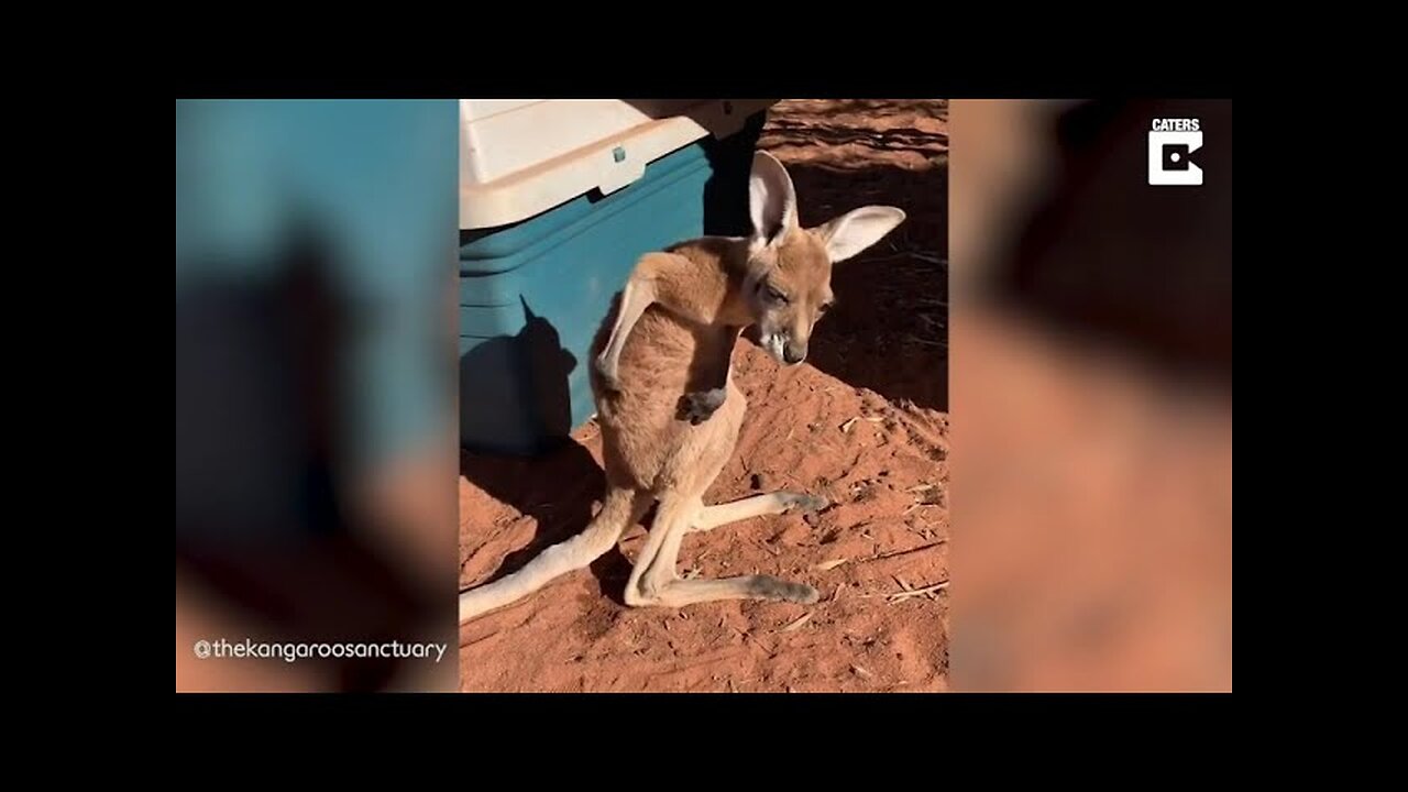 kangaroo scratching his back , dog sleeping with cat in his mouth