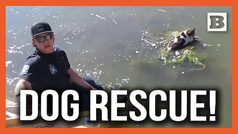 Elderly Dog Found Floating on Shopping Cart in Canal Rescued by Humane Society