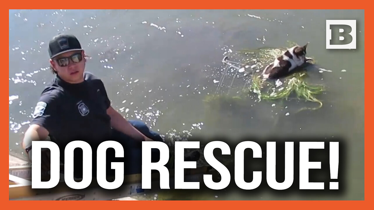 Elderly Dog Found Floating on Shopping Cart in Canal Rescued by Humane Society