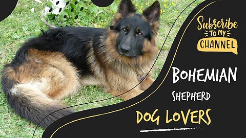 Bohemian Shepherd Dog Breed: A Comprehensive Guide to Bohemian Shepherd Information