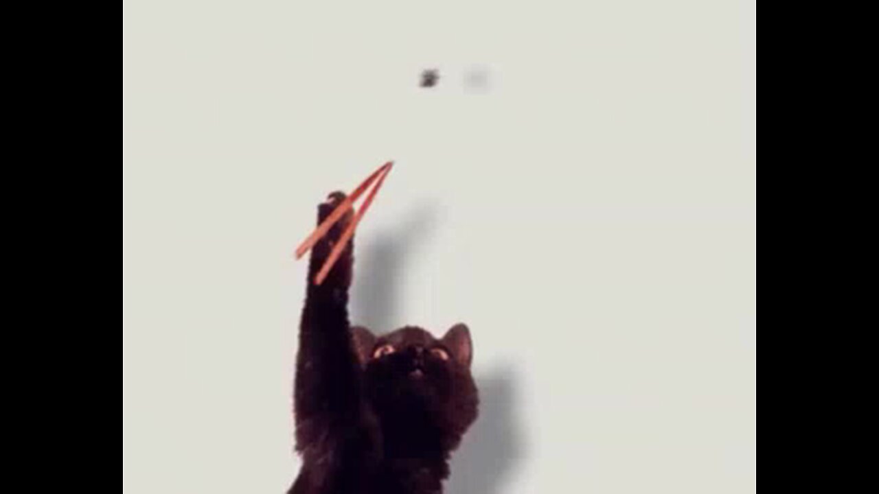 Chopstic Fly