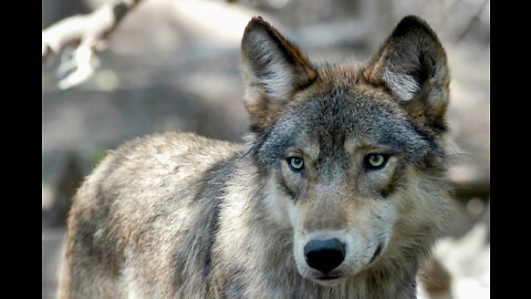 I Lived with Wolves for 72 hours