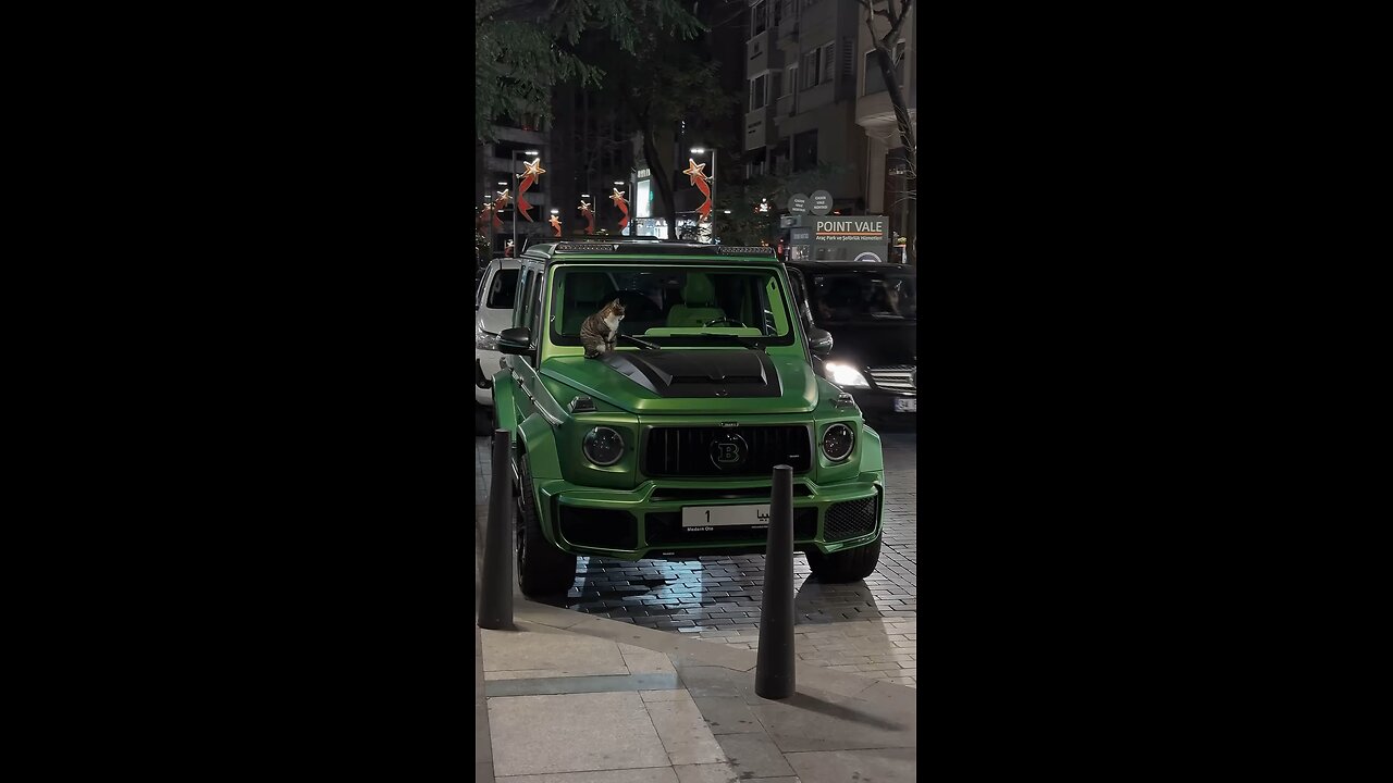 Cat owned wagon