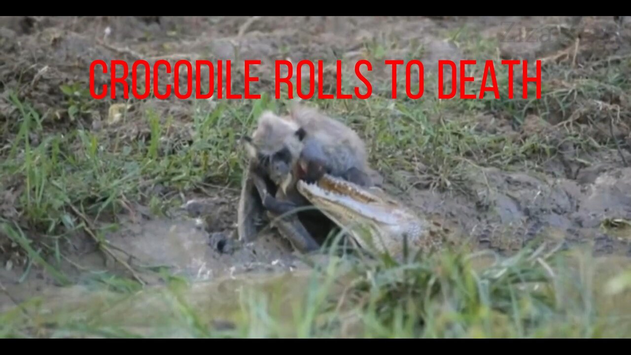 Water-drinking monkey attacked by crocodile, crocodile rolls to death