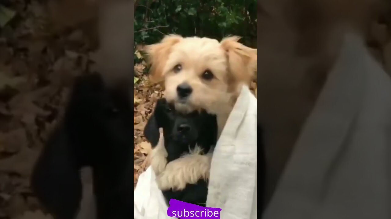 Top Funny and Cute Dog Videos TIKTOK Compilation #short