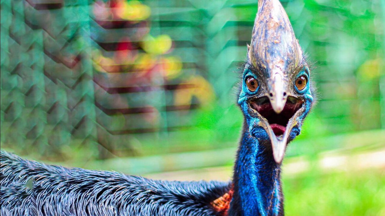 Cassowaries Are the Most Dangerous Bird in the World