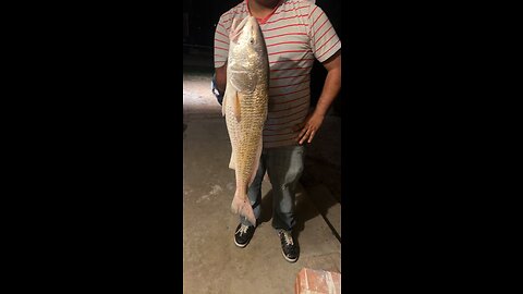 31Inch Red Drum Caught Off Shrimp