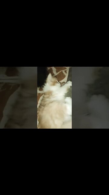 #shorts #cutecat #persiancats #youtubeshorts #kittens #kittycat