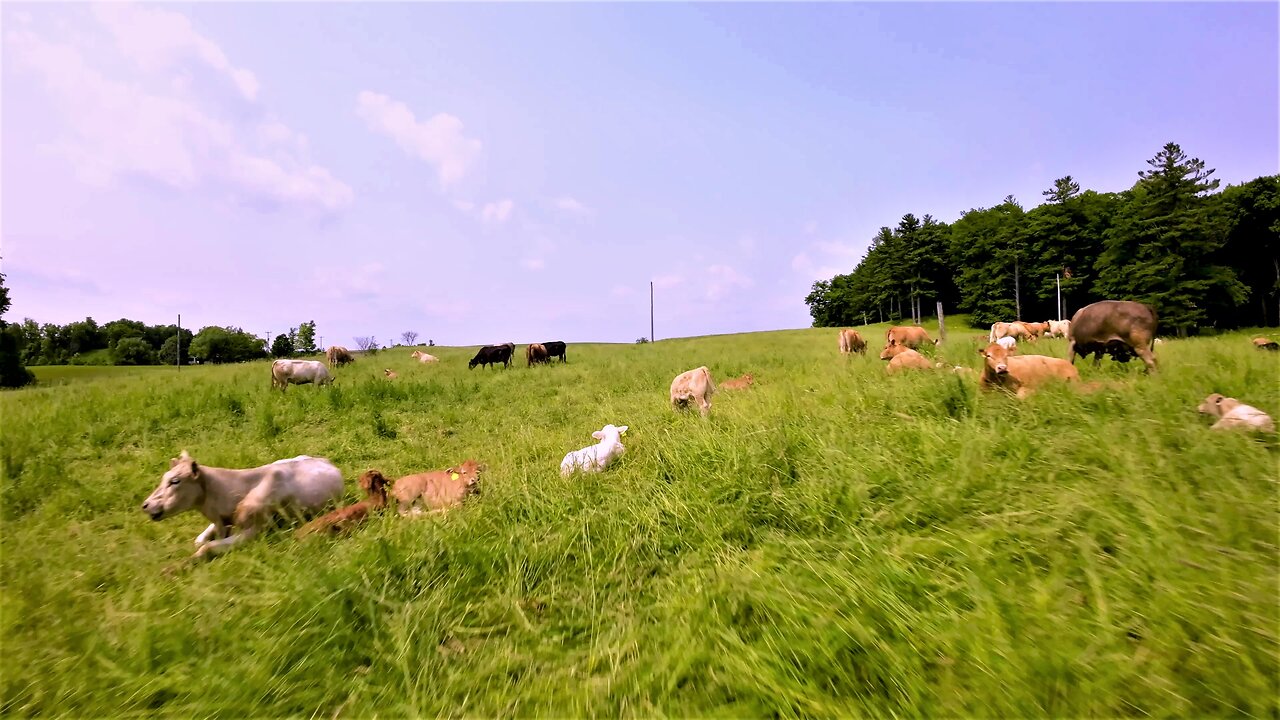 High speed drone provides unique look at life on a country farm