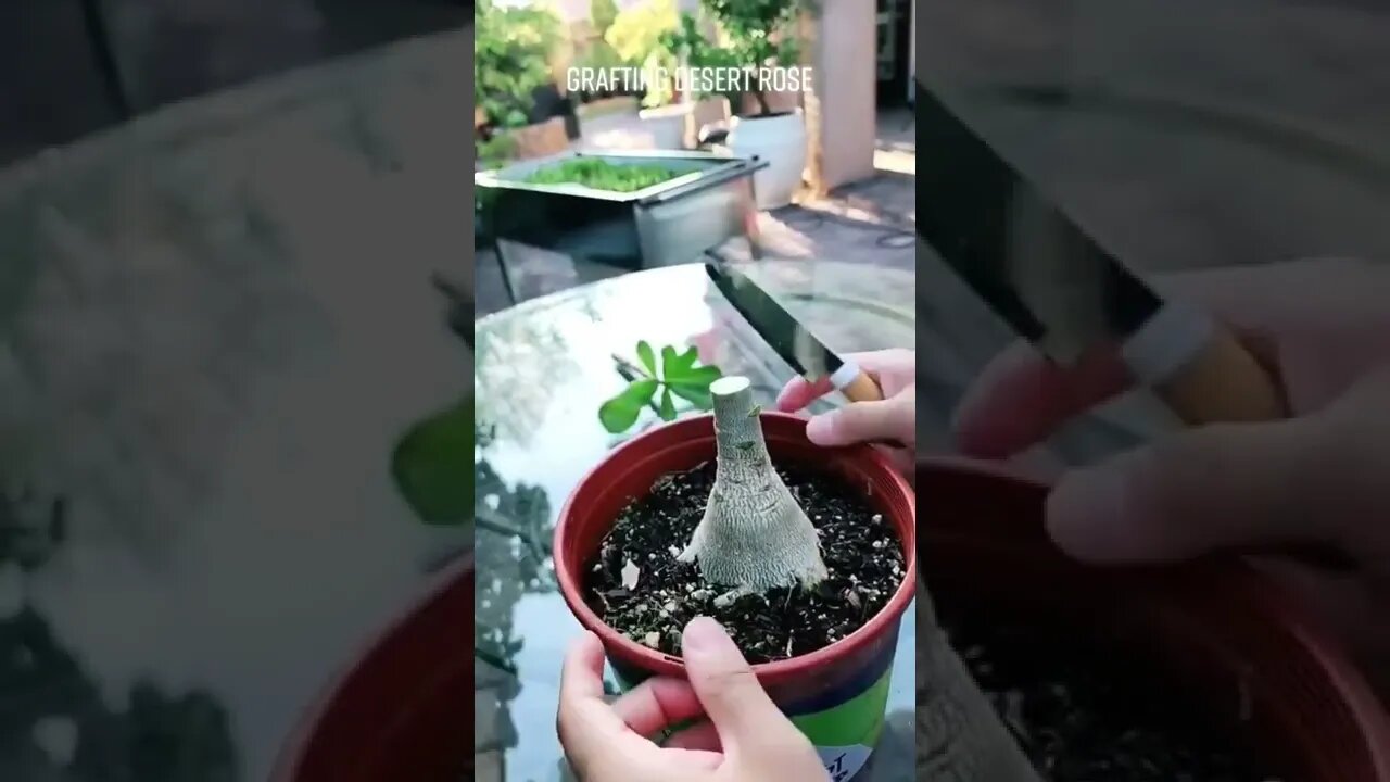 Grafting Desert Rose - GreenMangoes #viral #shorts #bonsai #garden #beautiful #video