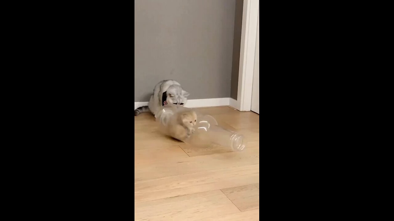 cat trying to come out