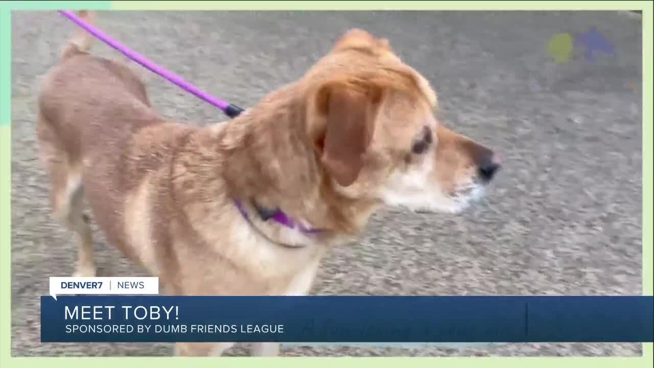 Dumb Friends League Meet Toby