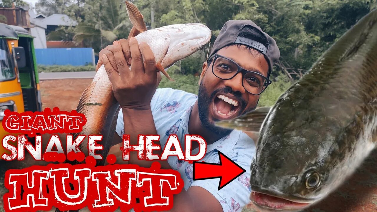 Snake head fishing always easy and awesome 🔥🔥| നല്ല നാടൻ വരാലിനെ പിടിച്ചപ്പോൾ🚫🚫