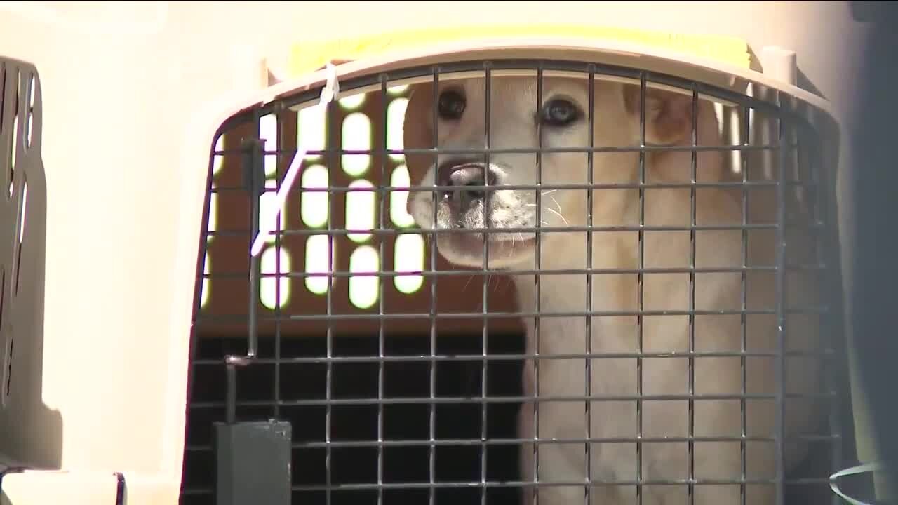 Dogs impacted by Hurricane Ida flown to Colorado, will be cared for by local shelters