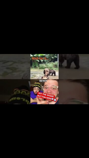 CHRISTIANS: this bear DOES THE UNEXPECTED 😂