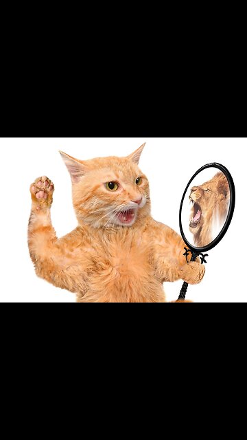 Beautiful Cats😹 & Dogs🐶 Videos of 2023 Compilation! #50