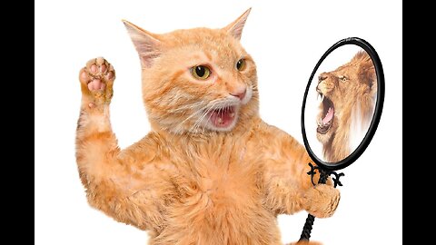 Beautiful Cats😹 & Dogs🐶 Videos of 2023 Compilation! #50