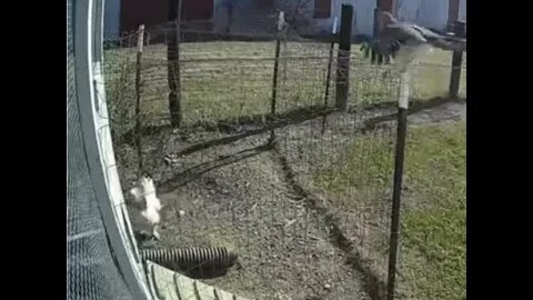 Петух защищает курицу