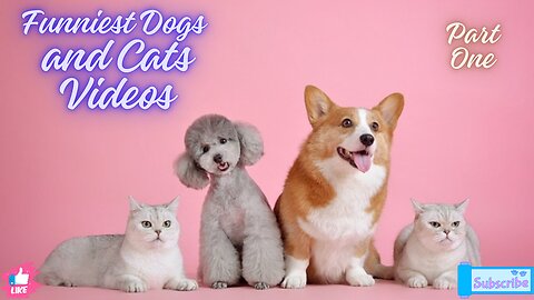 Funniest Dogs and Cats Videos (Part 1)