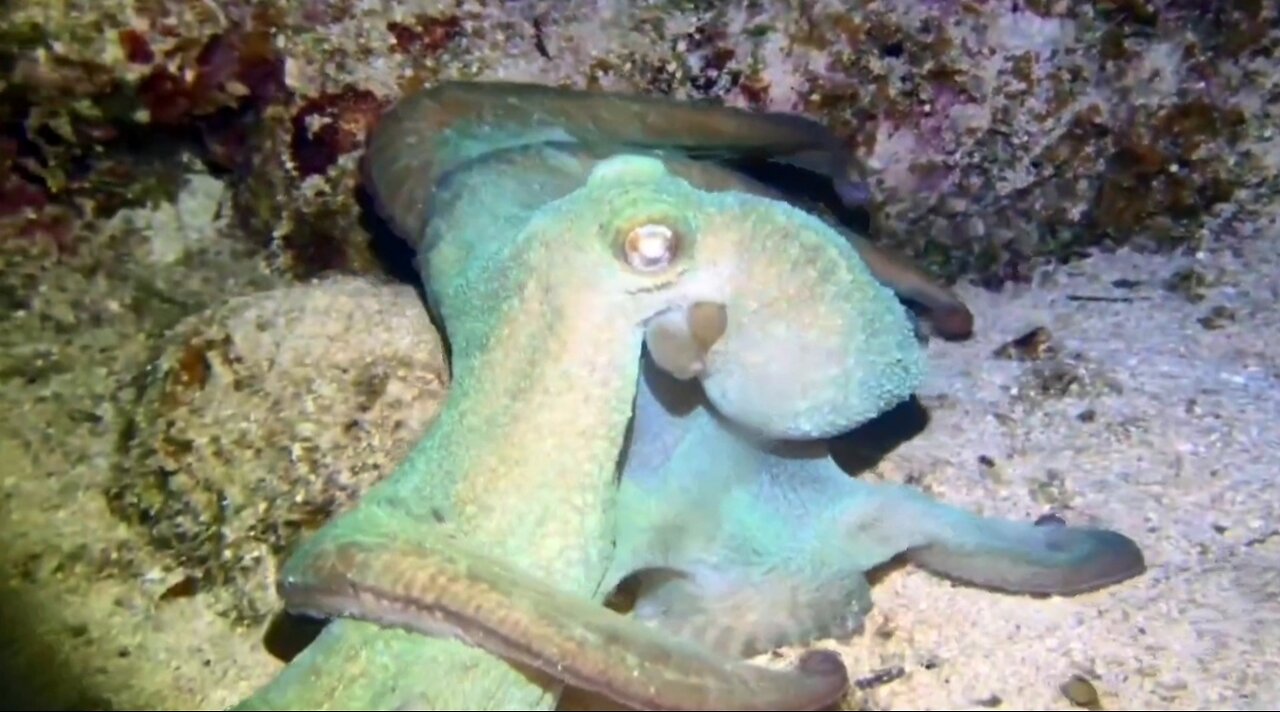 Caribbean Reef Octopus