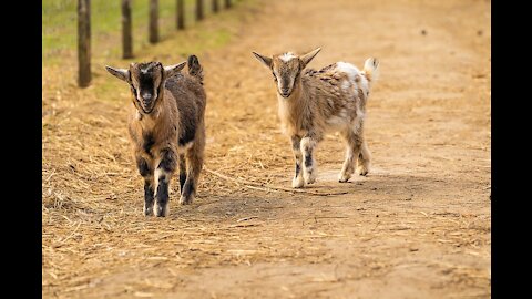 Cute Baby Goat