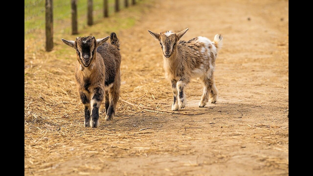 Cute Baby Goat