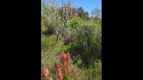 permiculture in the outback