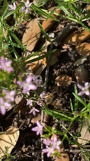 She’s a working girl. Girl! Male bees do not work.